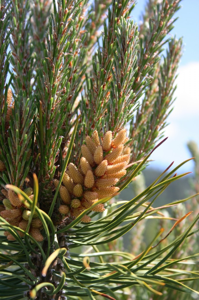 Pinus contorta male strobili | Photo: Sally Aitken